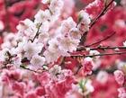 【龍口新聞】煙臺賞花地圖公布 龍口兩景區上榜——龍口網
