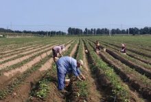 鄉村振興!龍口打造生態“新田園” !產業興、生態好、農民富!——龍口網