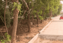 龍口：改造綠地，打造帶狀公園——龍口網